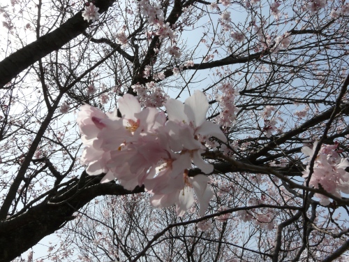 風に泳ぐ桜
